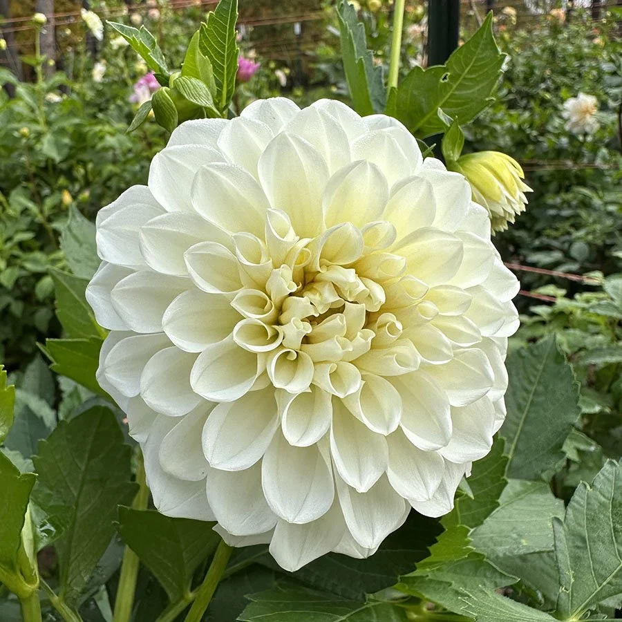 Brookside Snowball — Petal Creek Farm